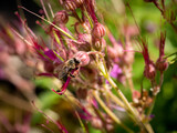 Fototapeta Storczyk - Honeybee, Apis mellifera, pollinating bigroot, Geranium macrorrhizum, close up, Netherlands