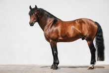 Full Body Portrait Of A Franches Montagnes Horse Also Known As Freiberger