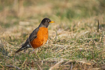 Wall Mural - Closeup shot of a beautiful American robin on the land on a blurred background