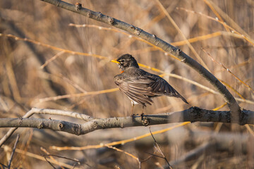 Wall Mural - Closeup shot of a beautiful True thrush bird perched on a twig on a blurred background