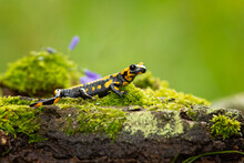 Barred Fire Salamander. Fire Salamanders Live In Central Europe Forests And Are More Common In Hilly Areas. 