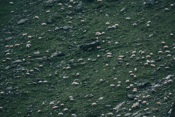 Wall Mural - Aerial view of sheep grazing in a field