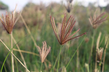 Soft Focus Of Red Finger Grass Flowers At A Field