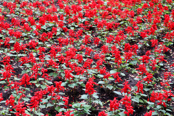 Wall Mural - beautiful and bright Red Salvia field background