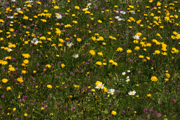 Wall Mural - flowers in alpine meadows