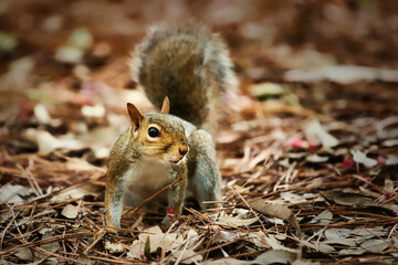 A close up of a gray squirrel with a blurred background.