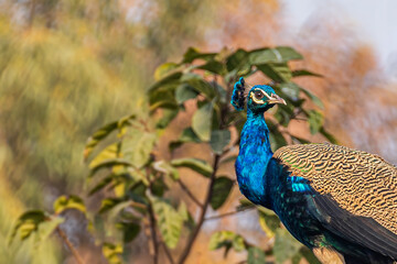 Peacock sitting on a tree