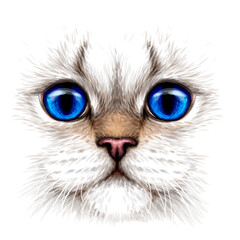 Wall Mural - cat. creative design. color portrait of a cat with blue eyes close-up on a white background. digital