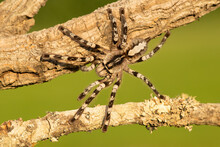 Poecilotheria Ornata, Known As The Fringed Ornamental Or Ornate Tiger Spider, Is A Large Arboreal Tarantula, Which Is Endemic To Sri Lanka. 