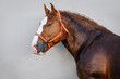 Face portrait of a chestnut breton horse