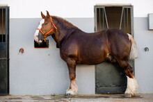 Full Body Portrait Of A Chestnut Breton Horse