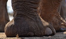 Close Up Of An Elephant
