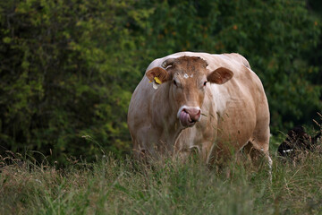 Closeup of a huge brown Cow in summer on the pasture.