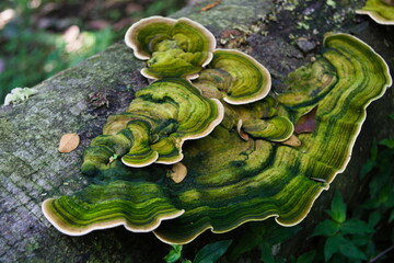 green fungi on a tree