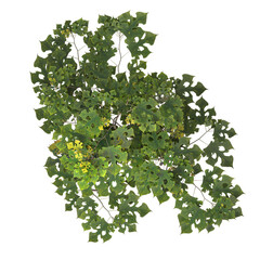 vegetation top view - trees and bushes in plan