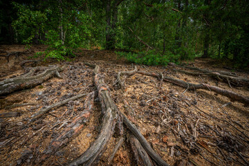 Wall Mural -  tree roots in sand - Pinus sylvestris, Scots pine