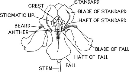 Poster - Coloring page with parts of iris flower