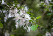 Poplar Tree Branch With Fluff