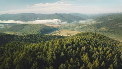 Wall Mural - Aerial pine forest on tops mountains, fog over green meadows. Summer blue sky over woodland. National park, hiking. Walk through reserve. Nature background. Cinematic drone flight over