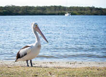 Side View Of Pelican Standing On A Riverside In A Sunny Day.Isolated Pelican. Wild Animal Concept