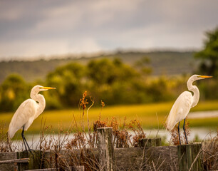 egret pair
