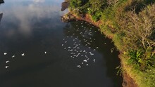 Flock Of White Herons Flying Over A River