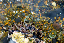 Barnacles In A Tidepool