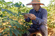 © BNMK0819 - Smart Farmer An Asian man uses a tablet to analyze the crops he grows in his farm during the day.