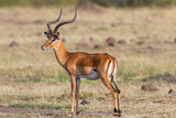 Fototapeta Sawanna - African Impala antelope with big horns