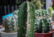 Hylocereus Undatus Cactus Having Problem With Scale Insect Attached And Sucking Sap From This Plant. It's Easy To Spread Them To Other Houseplants, So Check Your Plants Carefully And Kill It.