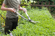 © Alina - Pruning bushes in the garden with large garden shears