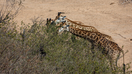 the giraffes feeding on a tree