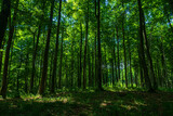 Fototapeta Krajobraz - Las drzewa puszcza park krajobraz gęsty stary zielony zieleń cień światło naturalny buk