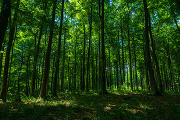  Las drzewa puszcza park krajobraz gęsty stary zielony zieleń cień światło naturalny buk
