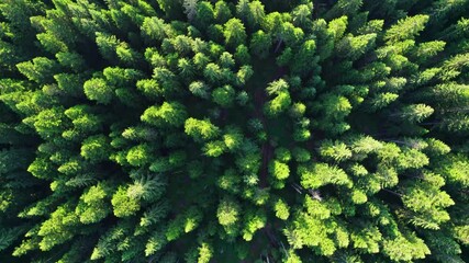 Aufkleber - Green forest aerial top down view background. Flying over the treetops in the morning light. Classic European highland forest
