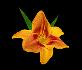 Wall Mural - Beautiful isolated orange daylily on black background