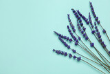 Fototapeta Lawenda - Beautiful lavender flowers on color background