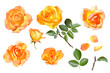set of yellow rose flowers with leaves, stern and bud isolated on white