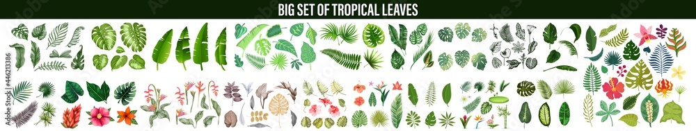 Tropical leaves collection. Vector isolated elements on the white background. set tropical leaves,  Tropical leaves foliage plant bush floral arrangement nature  - obrazy, fototapety, plakaty 