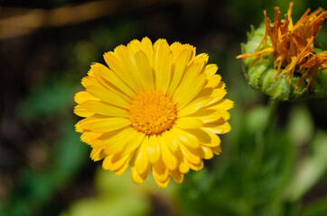 Sticker - calendula flower close up, summer