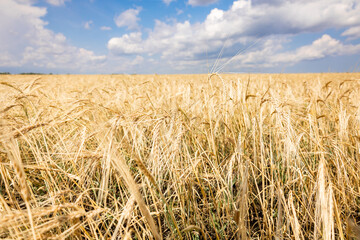 Yellow field of ripe wheat with golden spikelets and strip of forest on horizon line, selective focus. Panoramic view of beautiful rural landscape on blue sky background.