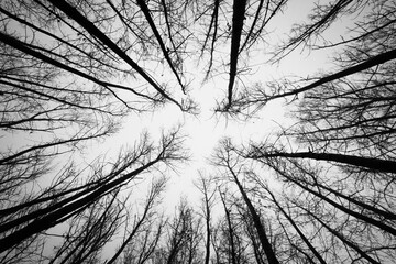 Dry tree branches silhouette on a background of grey sky in autumn forest. bottom up view.