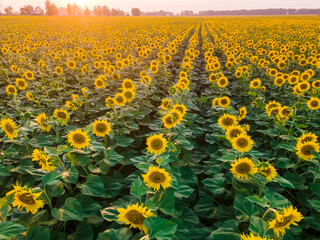 Poster - Beautiful sunflower field at the sunset.