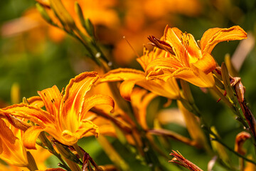 Wall Mural - Beautiful Daylilies