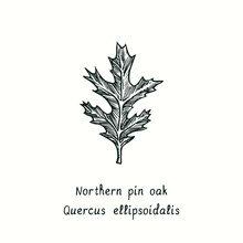 Northern Pin Oak (Quercus Ellipsoidalis) Leaf. Ink Black And White Doodle Drawing In Woodcut Style.