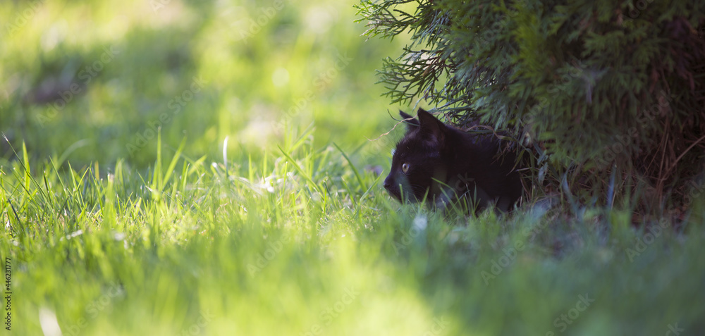 Czarny kot poluje w trawie - obrazy, fototapety, plakaty 