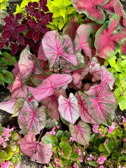 Wall Mural - Pink elephant ear plant leaves