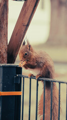 Poster - Adorable squirrel on metal handrails