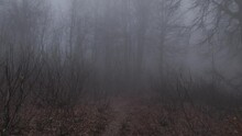 Misty forest toward the mist horror mood