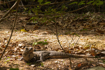 Sticker - Closeup of an iguana crawling by the water